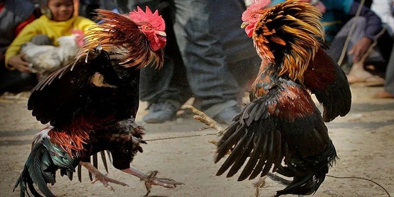 Thế Gà Đá Xạ - Tuyệt Chiêu Hiểm Hóc Đánh Gục Mọi Đối Thủ